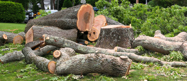  , USA Tree Removal Services Pros